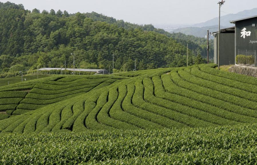 Buy Organic Matcha for Latte: 2026 Buying Guide